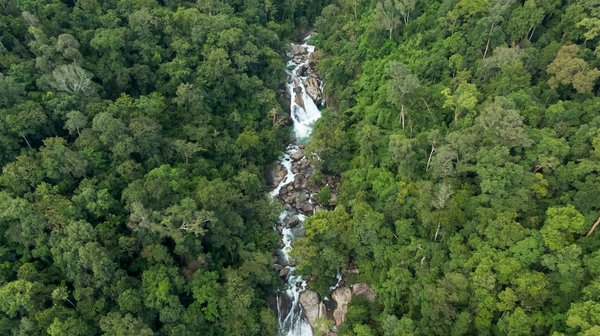 Comment les toitures végétalisées peuvent-elles contribuer à la biodiversité en ville ?