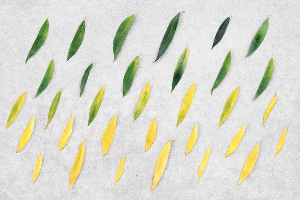 De l'énergie solaire à l'énergie éolienne : l'essor des éoliennes domestiques